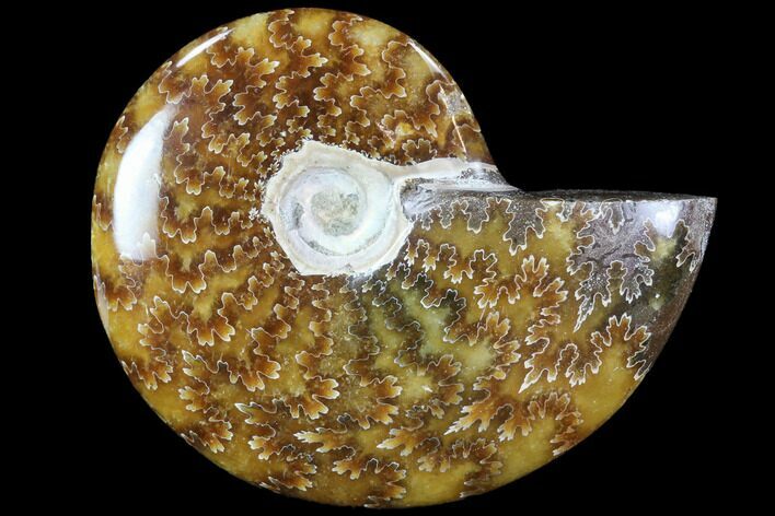 Polished, Agatized Ammonite (Cleoniceras) - Madagascar #88099